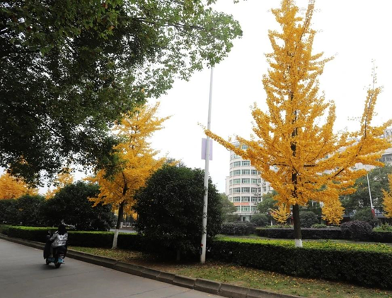 银杏树上披“金甲”