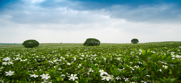 家乡的栀子花开了