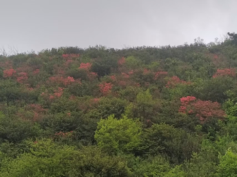 登升华山赏杜鹃花